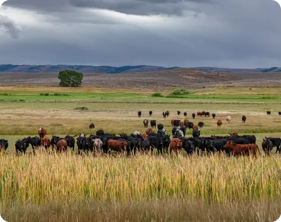 Herd of cattle grazing on open grassland beneath rolling hills