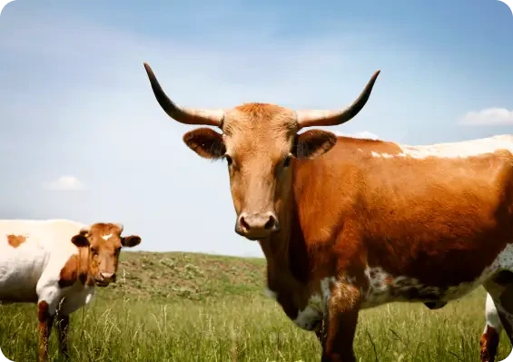 A brown horned cow standing in grass