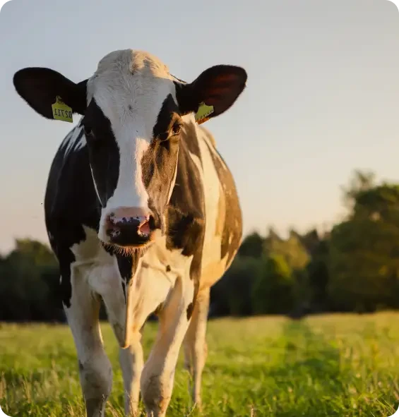 Holstein dairy cow standing in green pasture during golden hour with trees in background