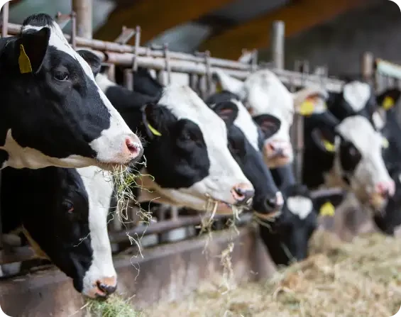 Black and white cows eating hay along a feeding barrier
