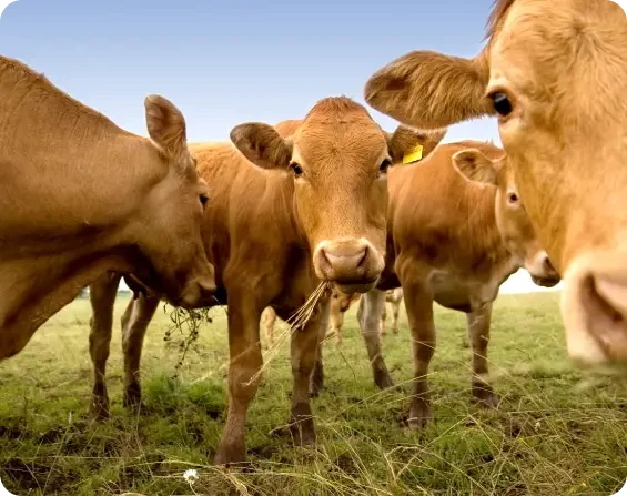 Brown cattle standing together in a grassy field