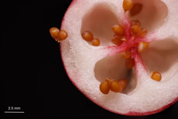 Cut cranberry fruit showing seeds and internal chambers
