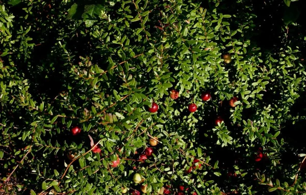 Low trailing American cranberry plant