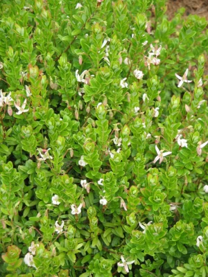 American cranberry plant covered with pale pink flowers