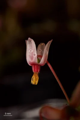 Pink American cranberry flower