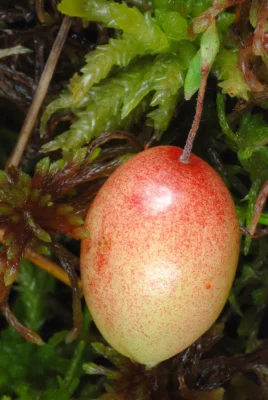 Ripening American cranberry on a slender stem