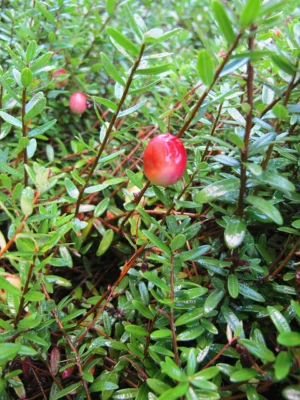 Red cranberries among fine evergreen foliage