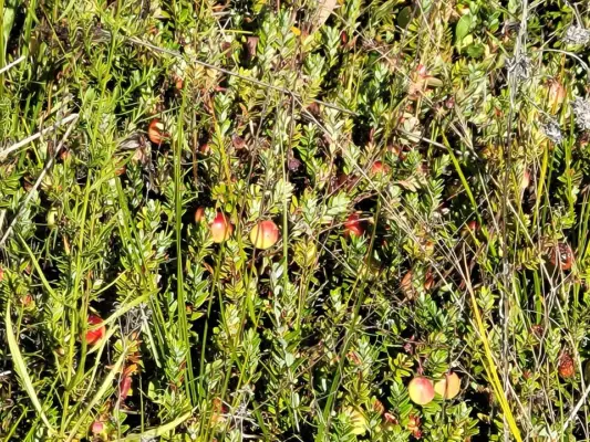 Cranberries growing in a Massachusetts cranberry bed