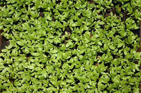 Garden cress seedlings ready for cutting