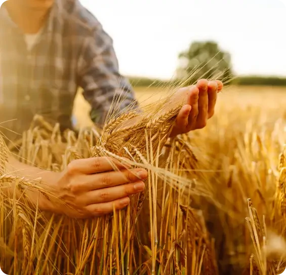 Hands examining ripe ears of wheat in a field