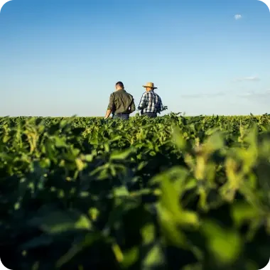 Two people walking through a field of green crops