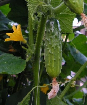Cucumber fruit developing on the plant