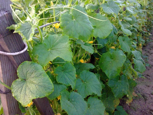 Cucumber fruit and foliage
