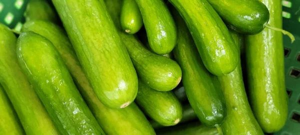 Fresh harvested green cucumbers