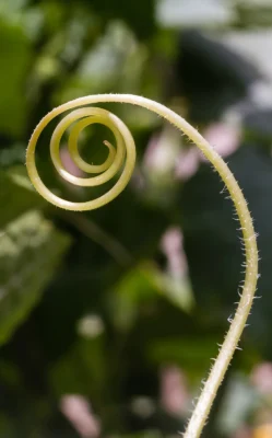 Cucumber tendril curled into a spiral