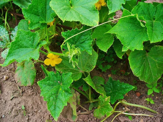 Cucumber flower on a vine