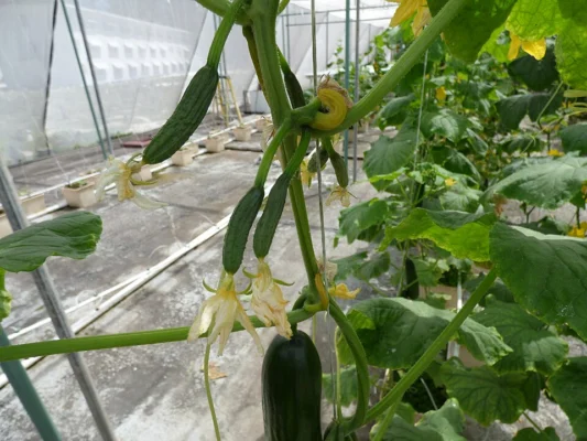 Young cucumber fruit in a protected growing system