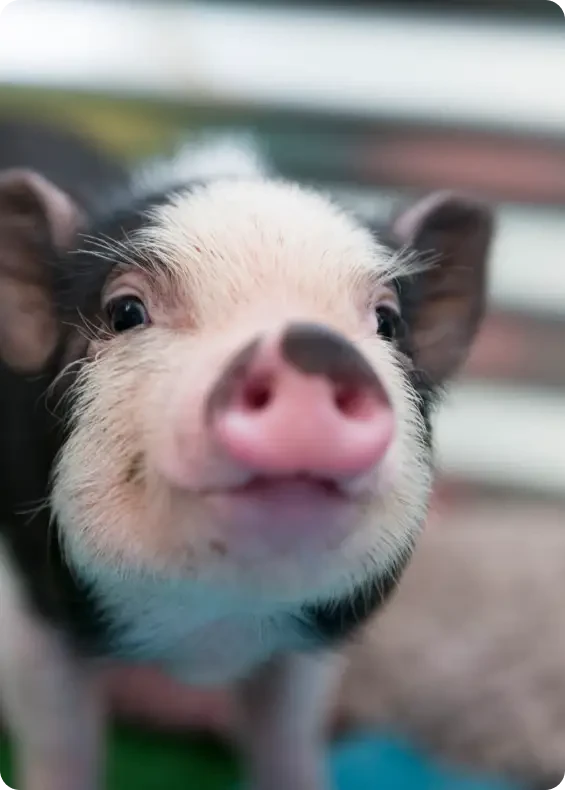 Close view of a black and white piglet's face
