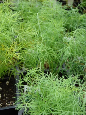 Dill plant with fine green foliage