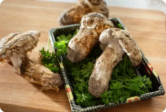 Large soil-covered mushrooms on a tray with parsley