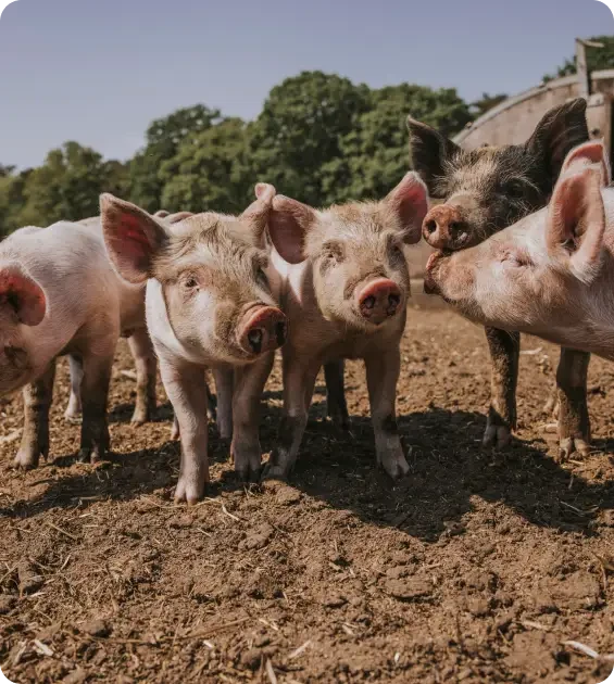 A group of muddy pigs in an outdoor enclosure