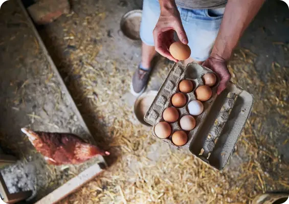 Hands placing an egg into a carton beside a chicken enclosure