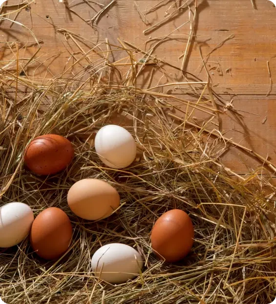 Brown and white eggs lying in a straw nest