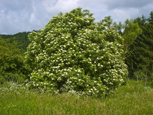 A common elder shrub covered in cream coloured flower heads