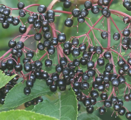 Clusters of dark elderberries on red stems