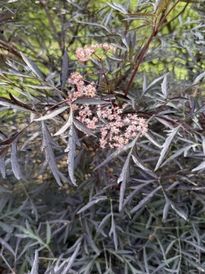 Pink flower heads and dark divided leaves of Black Lace elder