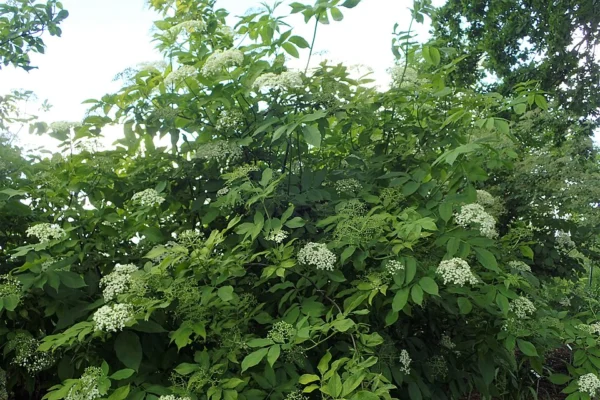 Golden green leaves and cream flowers on Aurea elder