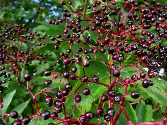 Ripening elderberry clusters against green leaves