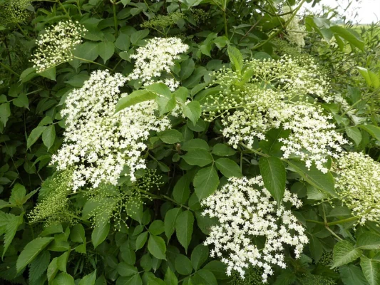 Cream coloured elderflower heads among green leaves