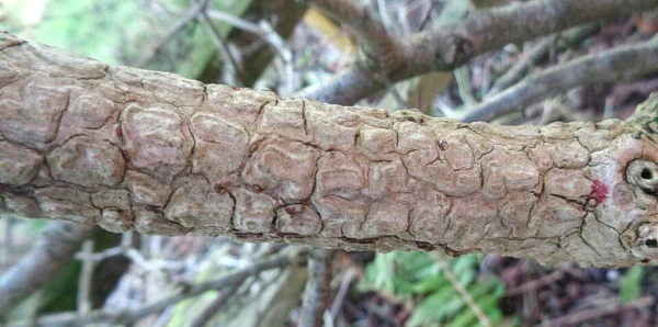 Corky ridged bark on a mature elder in North Ayrshire