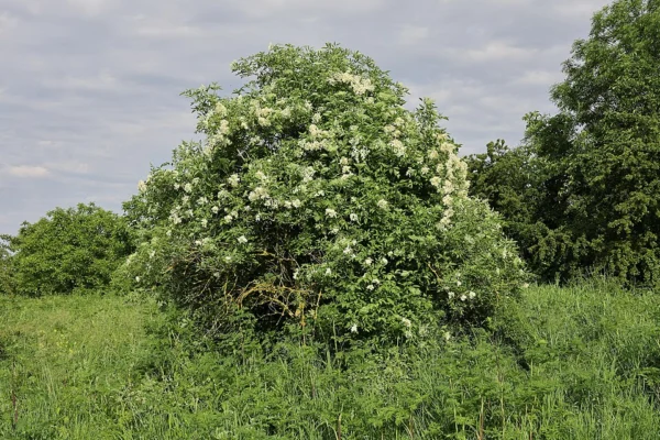 Flowering common elder at the edge of grassland