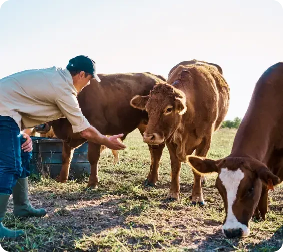 A person reaching towards a brown cow in a field