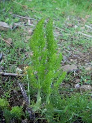 Green herb fennel with upright stems and fine foliage