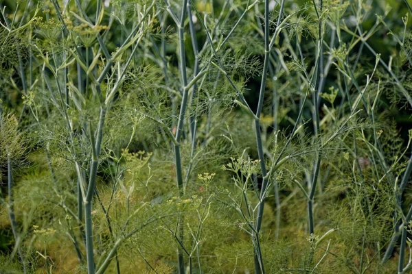 Bronze fennel growing in a garden in West Sussex