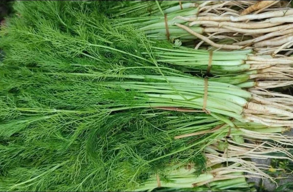 Harvested fennel plants with fine green foliage and roots