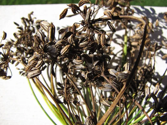 Mature brown fennel seeds on dry flowerheads