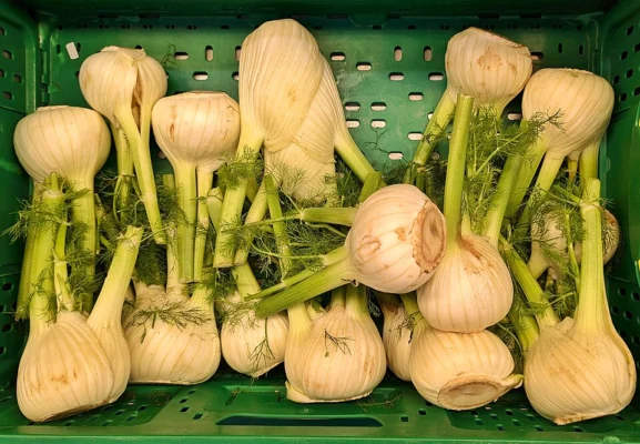 Harvested Florence fennel bulbs in a green market crate