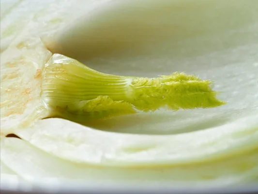 Close view of the pale interior and small green shoot of cut fennel