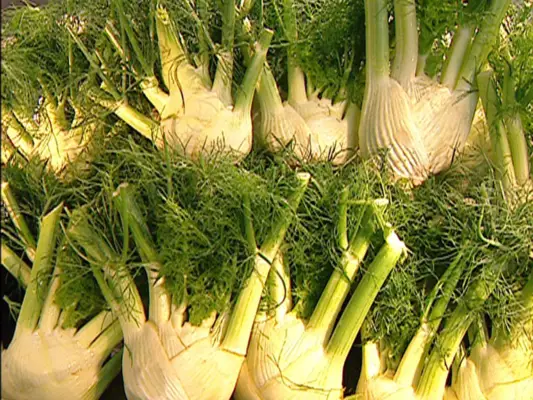 Harvested Florence fennel bulbs arranged for sale