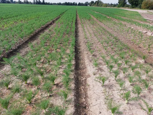 Young Florence fennel plants growing in rows