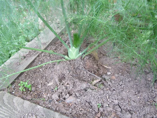 Florence fennel growing in a garden in Norfolk