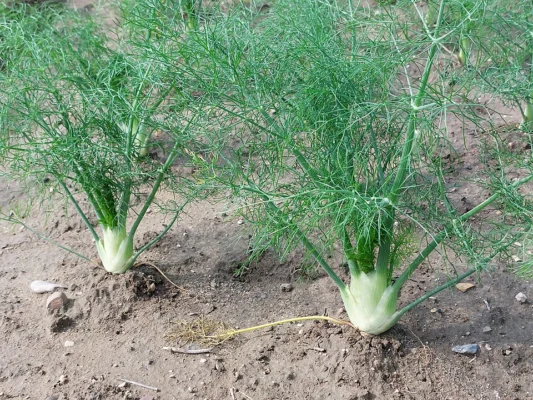 Florence fennel plants growing in a cultivated bed