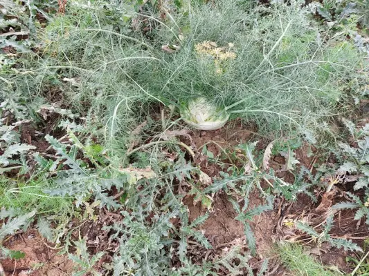 Florence fennel growing among thistles