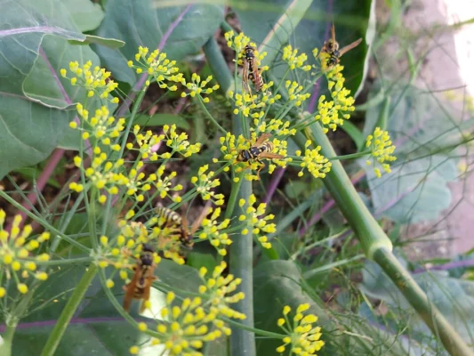 Paper wasps visiting Florence fennel plants