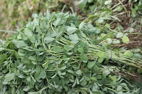 Bunch of harvested fenugreek leafy stems