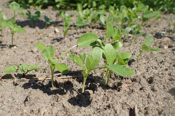 Young fenugreek plants
